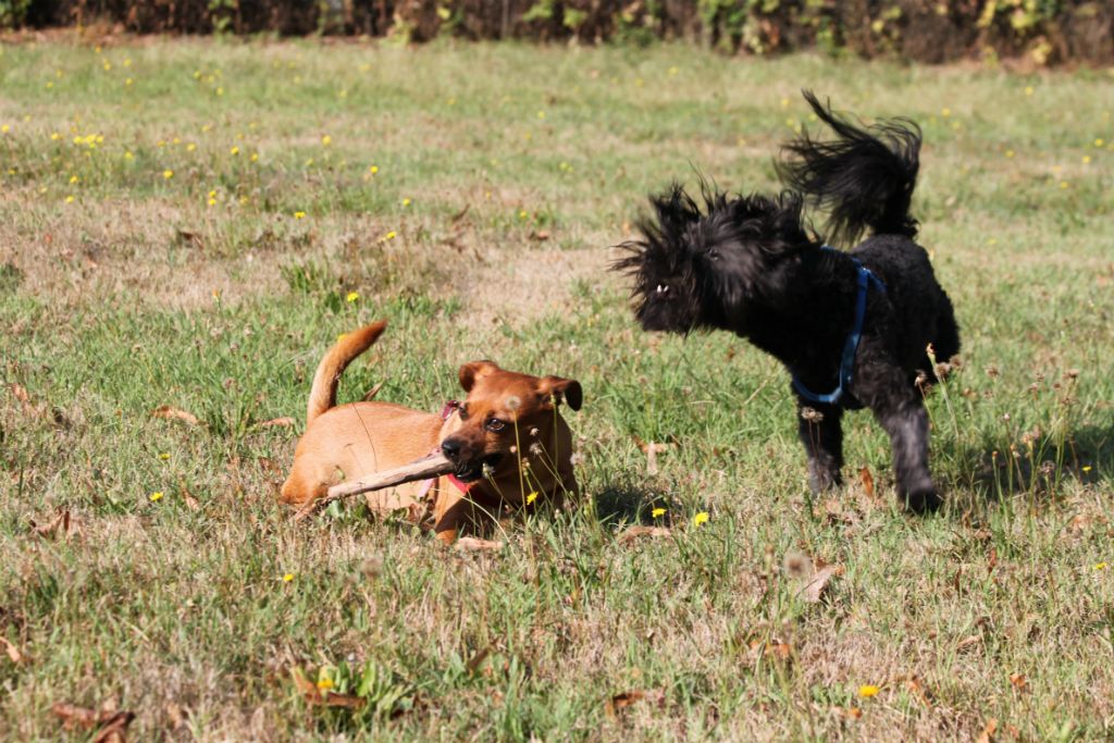 Teddy e Sheila